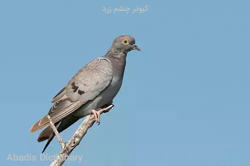 کبوتر چشم زرد